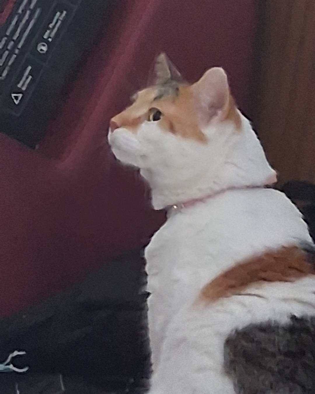 Callie the Calico maincoon. Cat, Manx