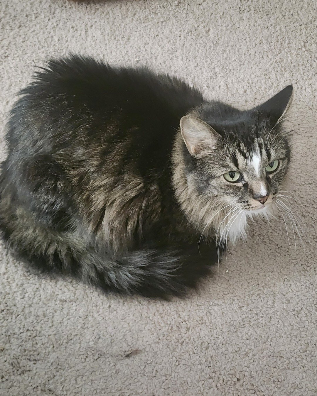 Jordan. Cat, Manx