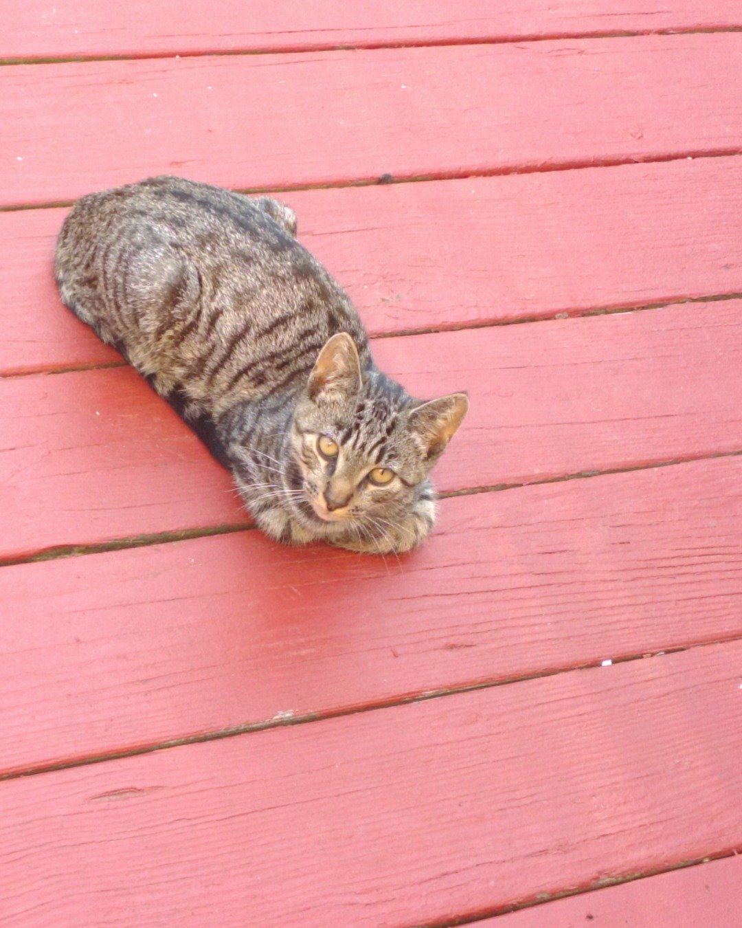 Zeus the domestic short hair. Cat, Manx, Wood, Kitten