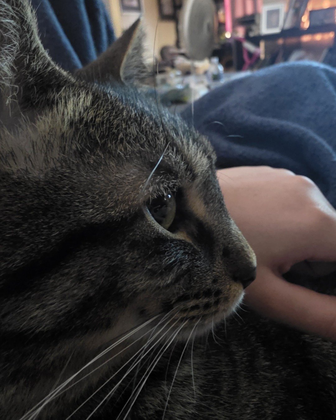 Coco. Cat, Couch, Furniture