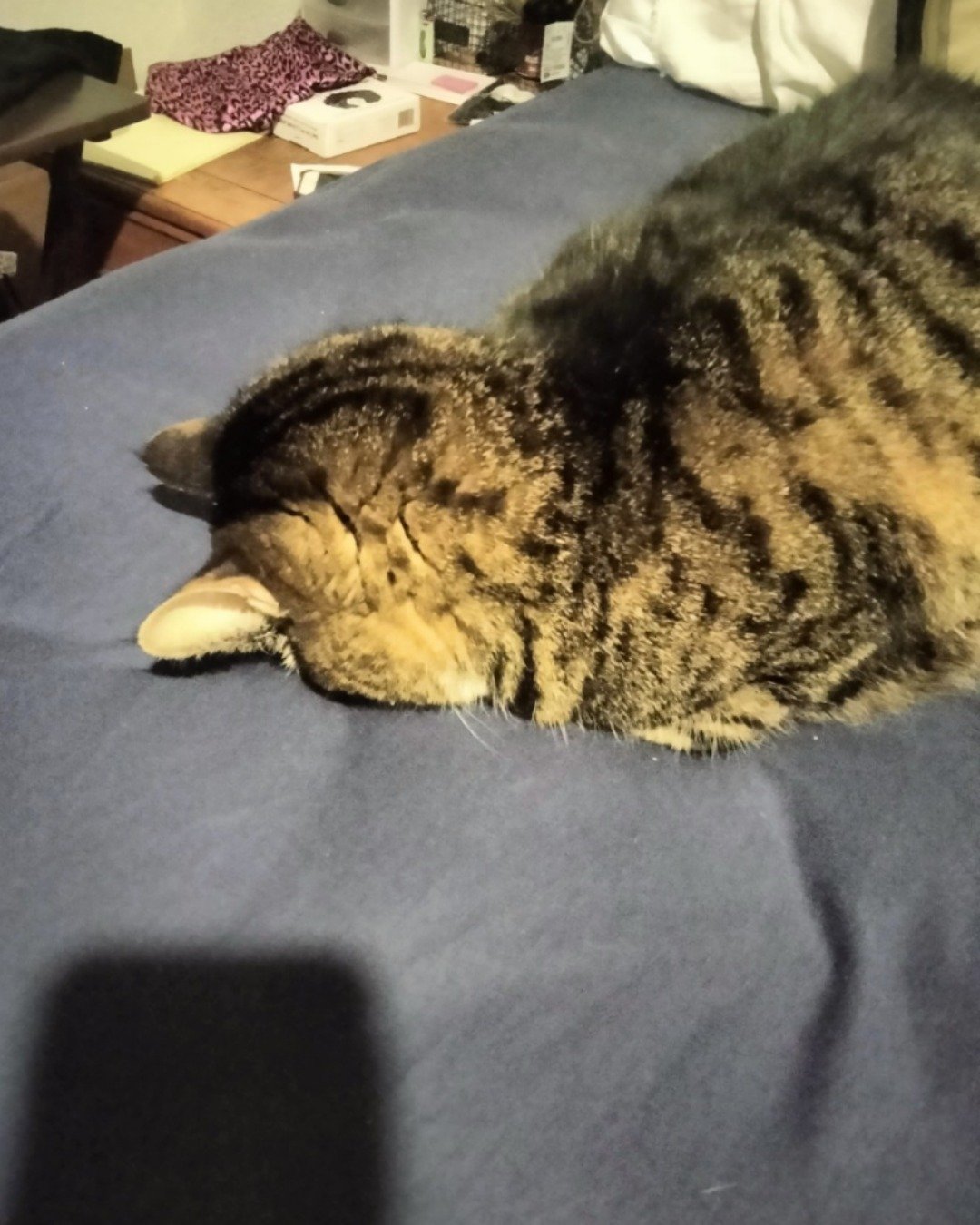 baggie. Person, Sleeping, Cat, Manx, Furniture, Couch