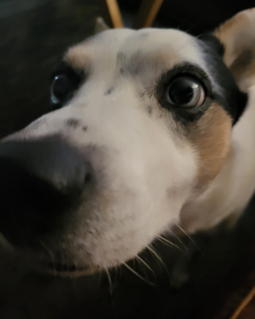 Billy the 1/4 Chihuahua 3/4 Queensland healer. Dog, Puppy, Hound, Snout