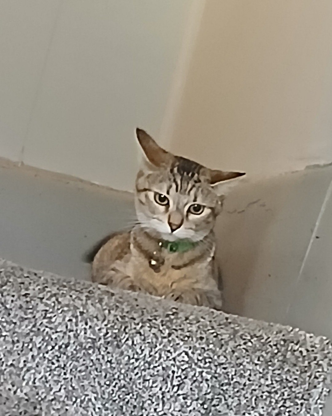 Vanilla Bean Von schweetz the Unknown. Abyssinian, Cat, Kitten