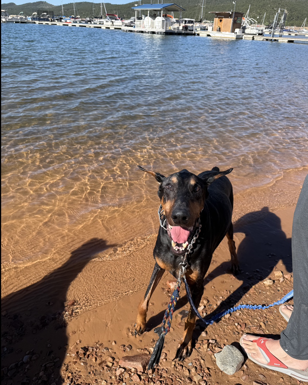 Dojo the Doberman Pinscher
