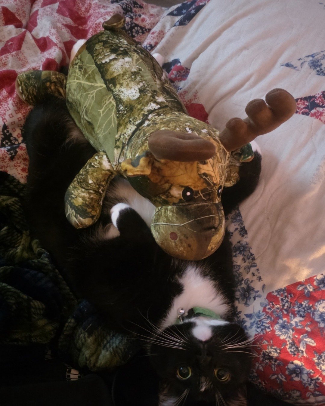 Mr.Pickles the Tuxedo cat. Couch, Furniture, Cushion, Home Decor, Quilt, Plush