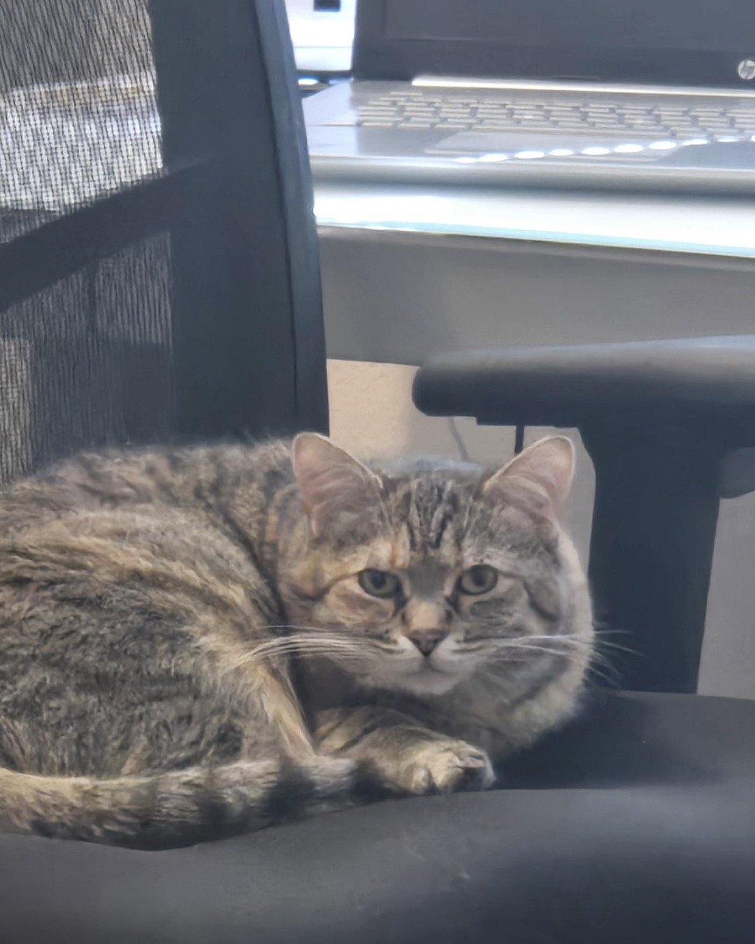 Lucy the tabby. Cat, Computer, Electronics, Laptop, Pc, Kitten