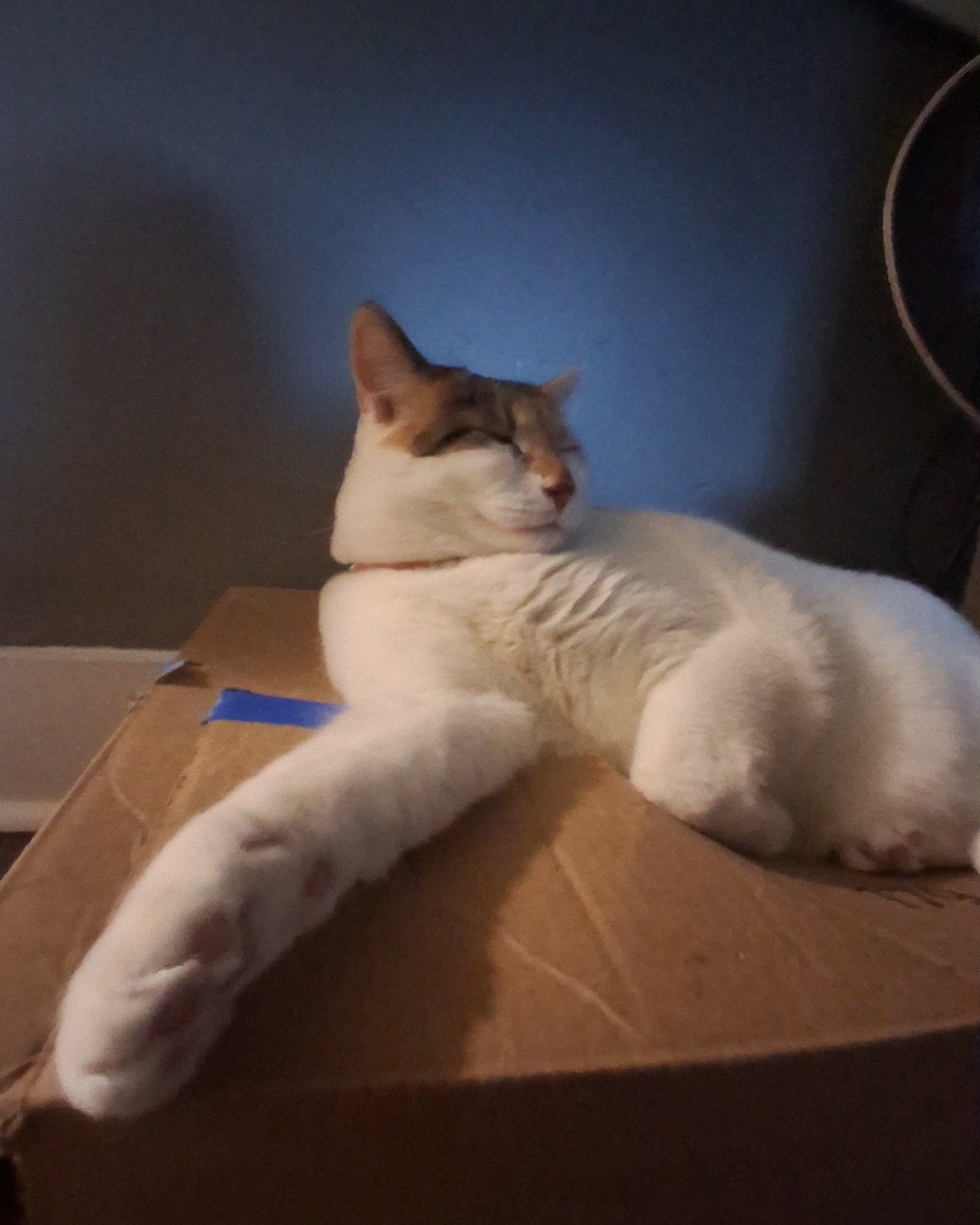 Callie the Calico maincoon. Box, Cat, Kitten, Person, Sleeping