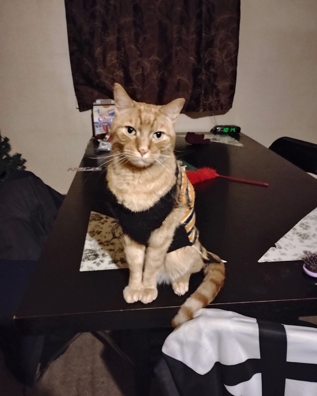 Tiger the tabby. Furniture, Table, Dining Table, Architecture, Building, Dining Room