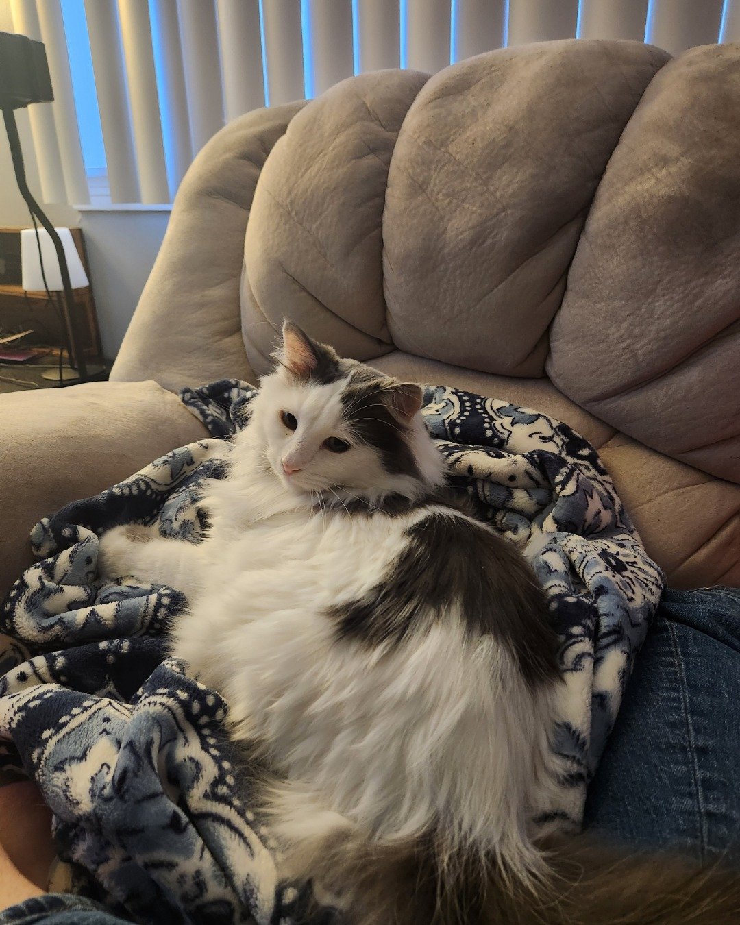 Twinkie the Maine Coon/Ragdoll. Couch, Furniture, Blanket, Cushion, Home Decor, Cat