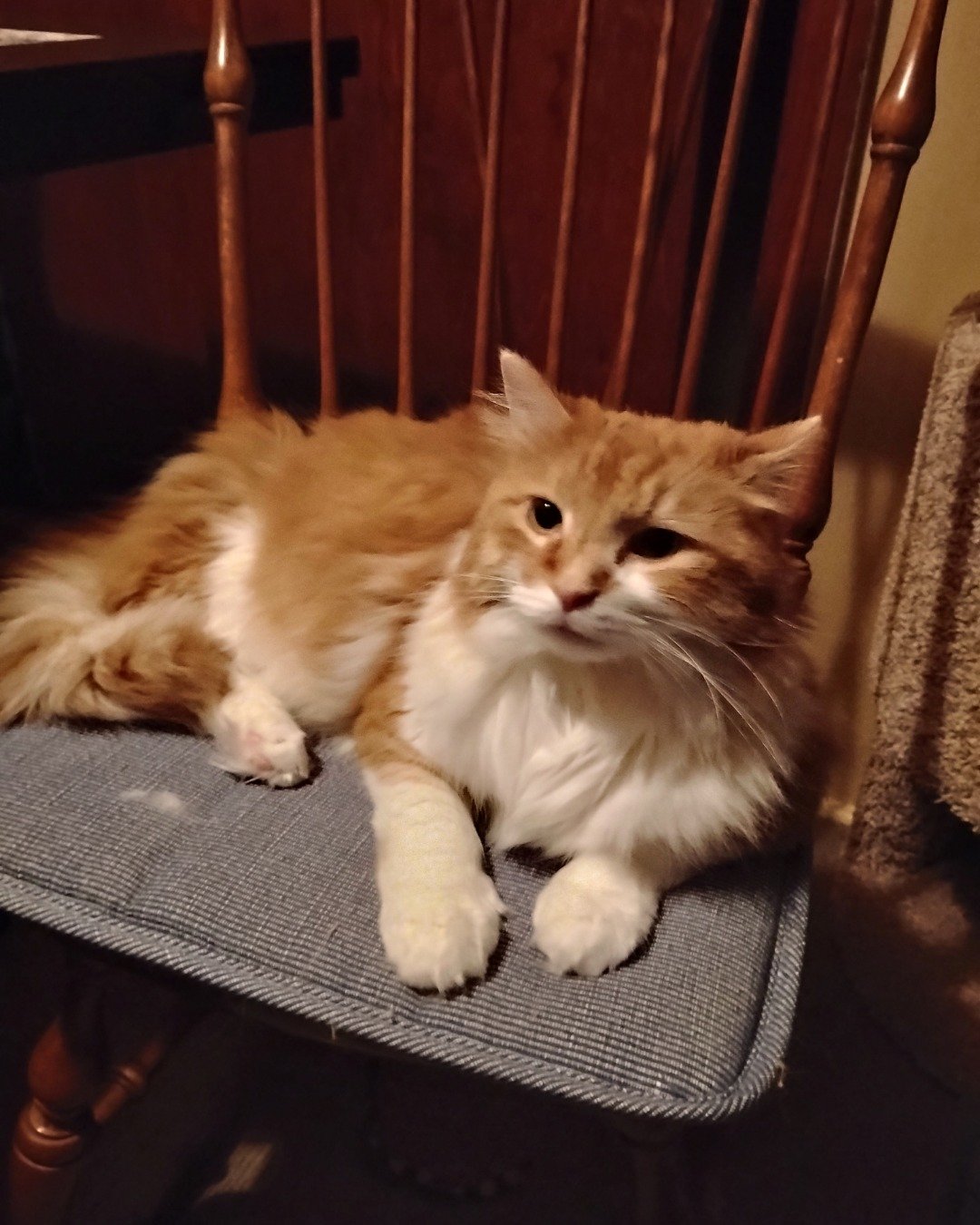 Lucky. Chair, Furniture, Cat, Cushion, Home Decor, Kitten