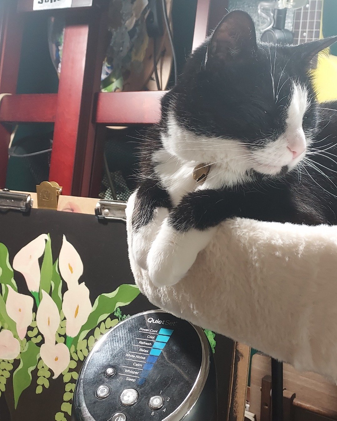 Nico di Angelo. Cat, Cookware, Furniture