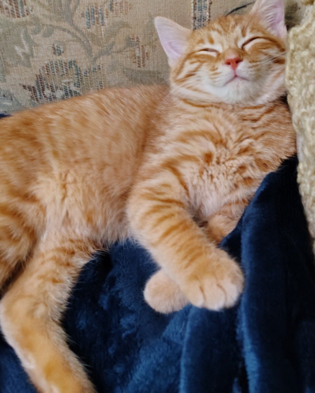 Pumpkin the Ginger. Cat, Kitten, Manx