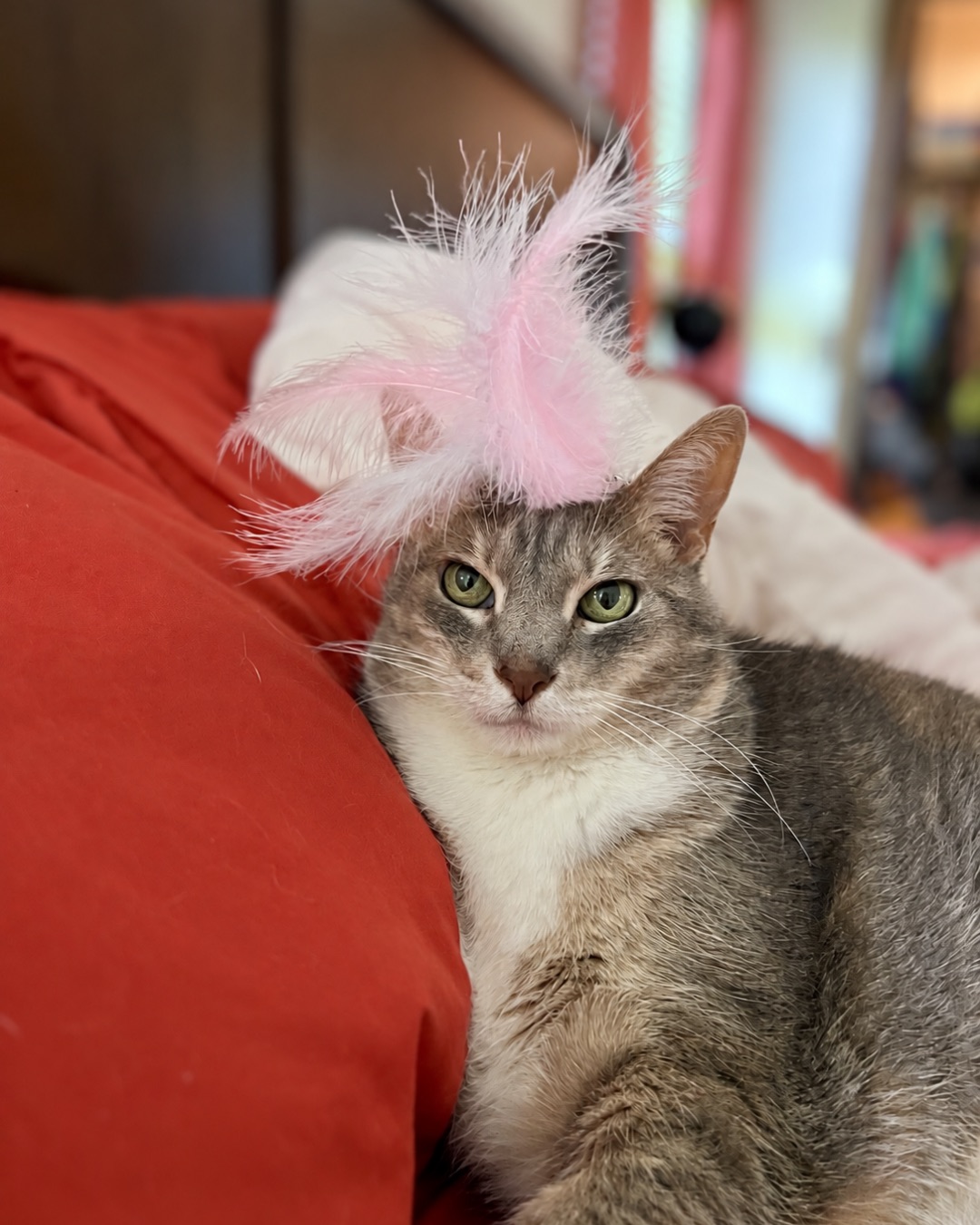Big Tuna the Fatty. Abyssinian, Cat, Kitten