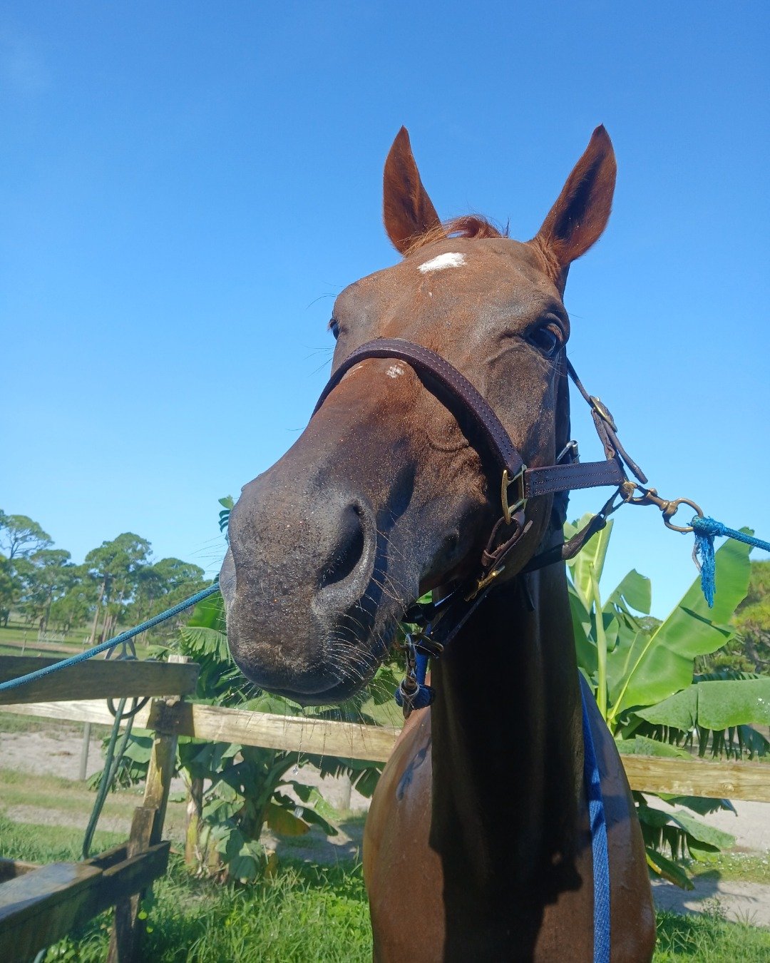 DEWY! the TB;ARABIAN Cross. Colt Horse, Horse, Grass, Plant, Tree, Vegetation