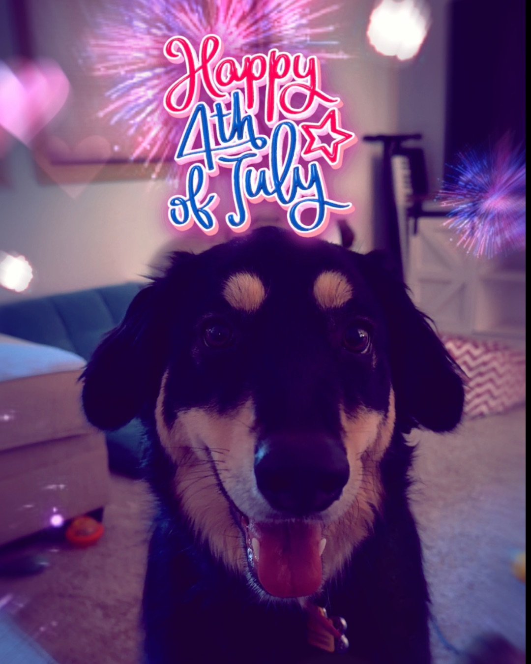 Roxi the German Shepherd Mix