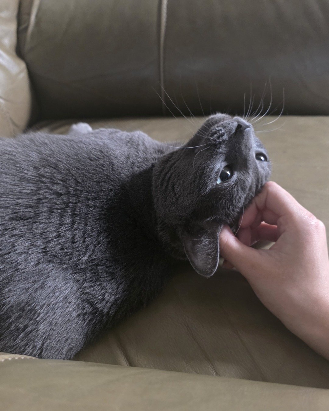 Cotton the Korat. Couch, Furniture, Dog, Puppy, Cat