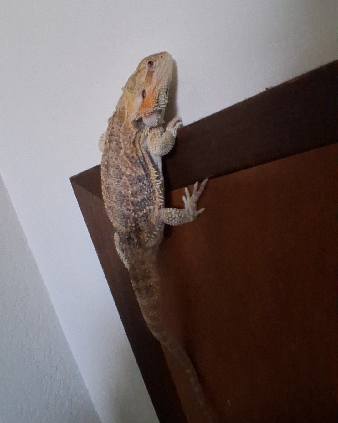 Aldawien "Al" for short. the Bearded Dragon. Iguana, Lizard, Reptile