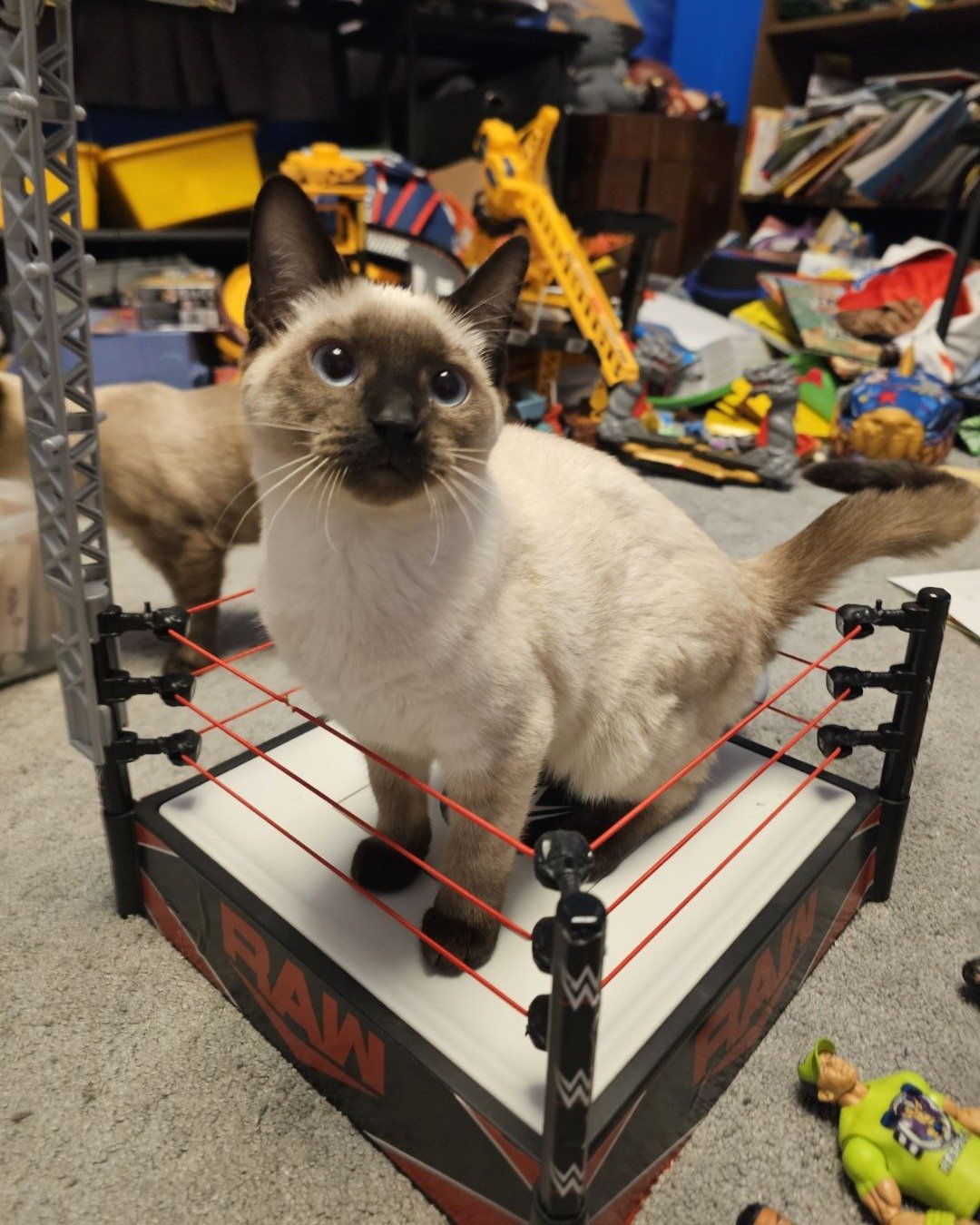 Luna🌙💫 (twin of Stella) the Siamese. Cat, Siamese, Person