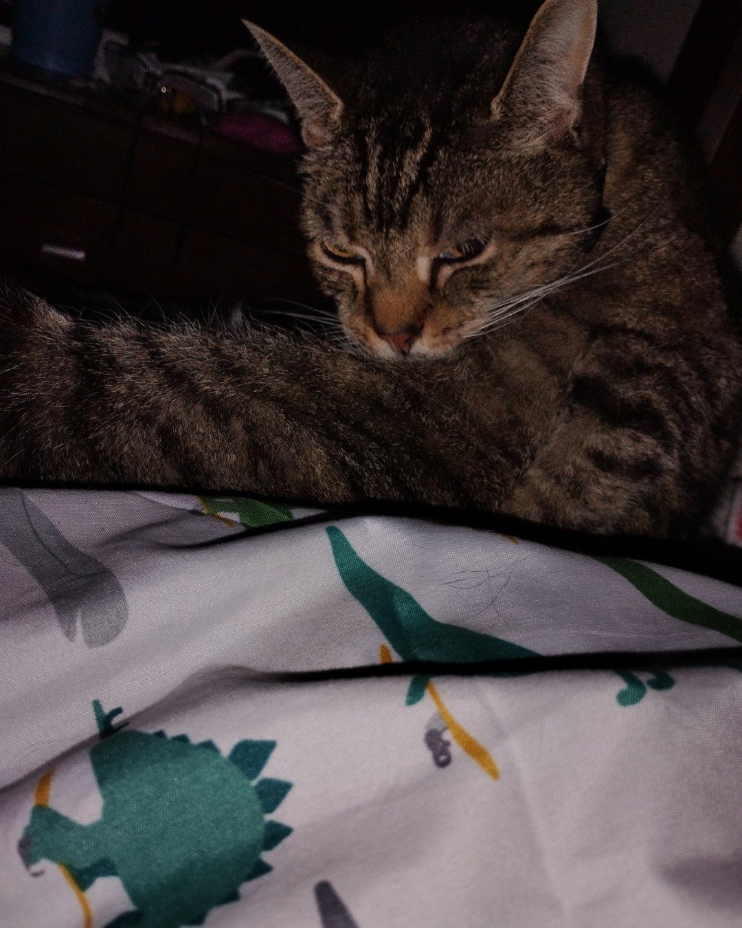 Shadow the Egyptian Tabby. Cat, Abyssinian, Furniture
