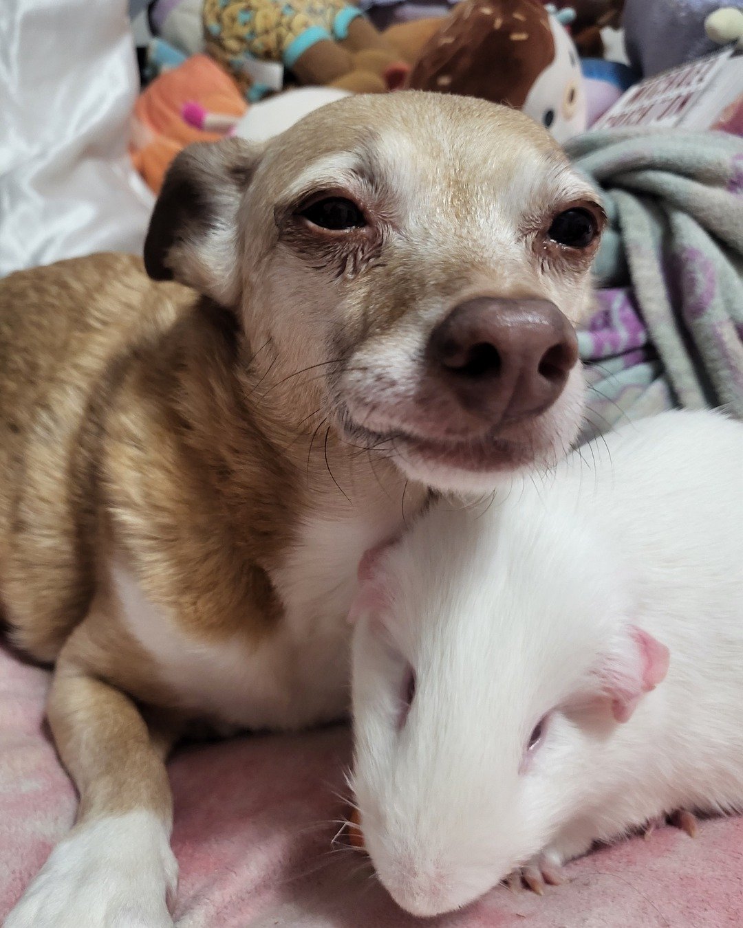 Momo the Chihuahua mix. Dog, Puppy, Rat, Rodent