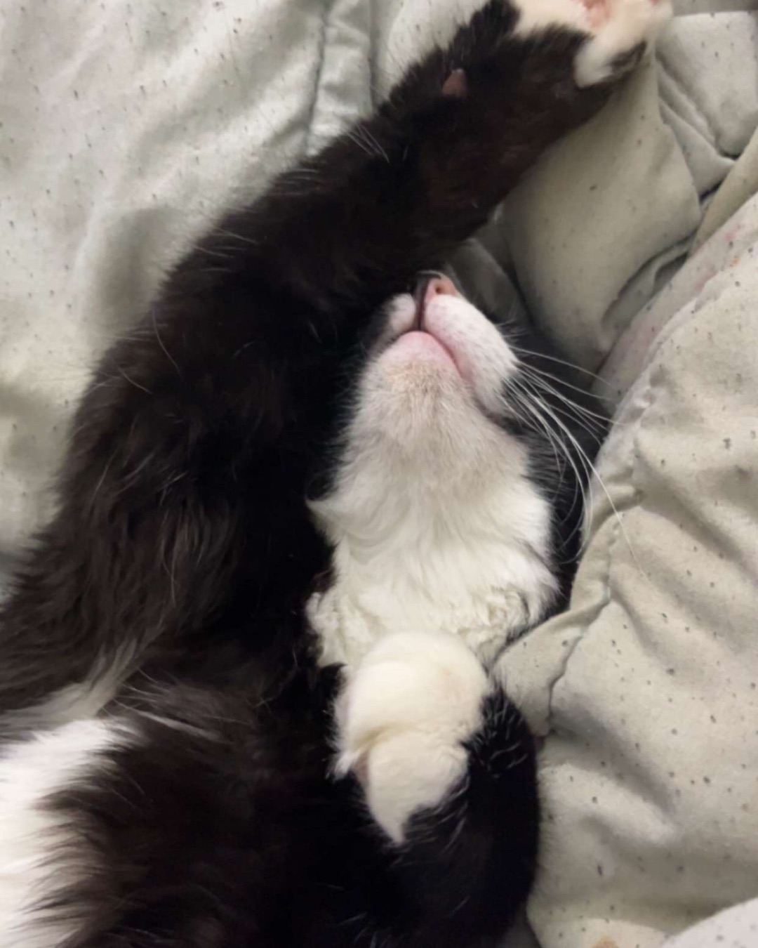 Oliver Bean. Person, Sleeping, Cat, Kitten, Blanket
