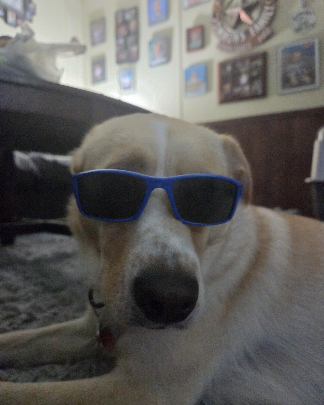 Dolly the lab. Accessories, Sunglasses, Glasses, Dog, Puppy