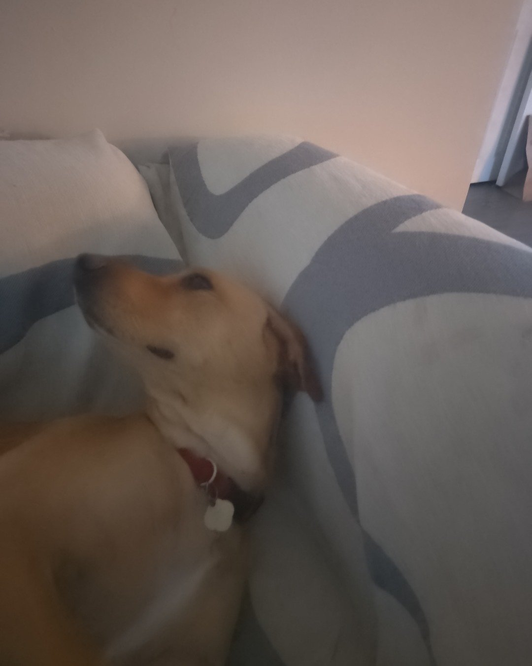 Manny the Mutt. Dog, Puppy, Cushion, Home Decor, Couch, Furniture