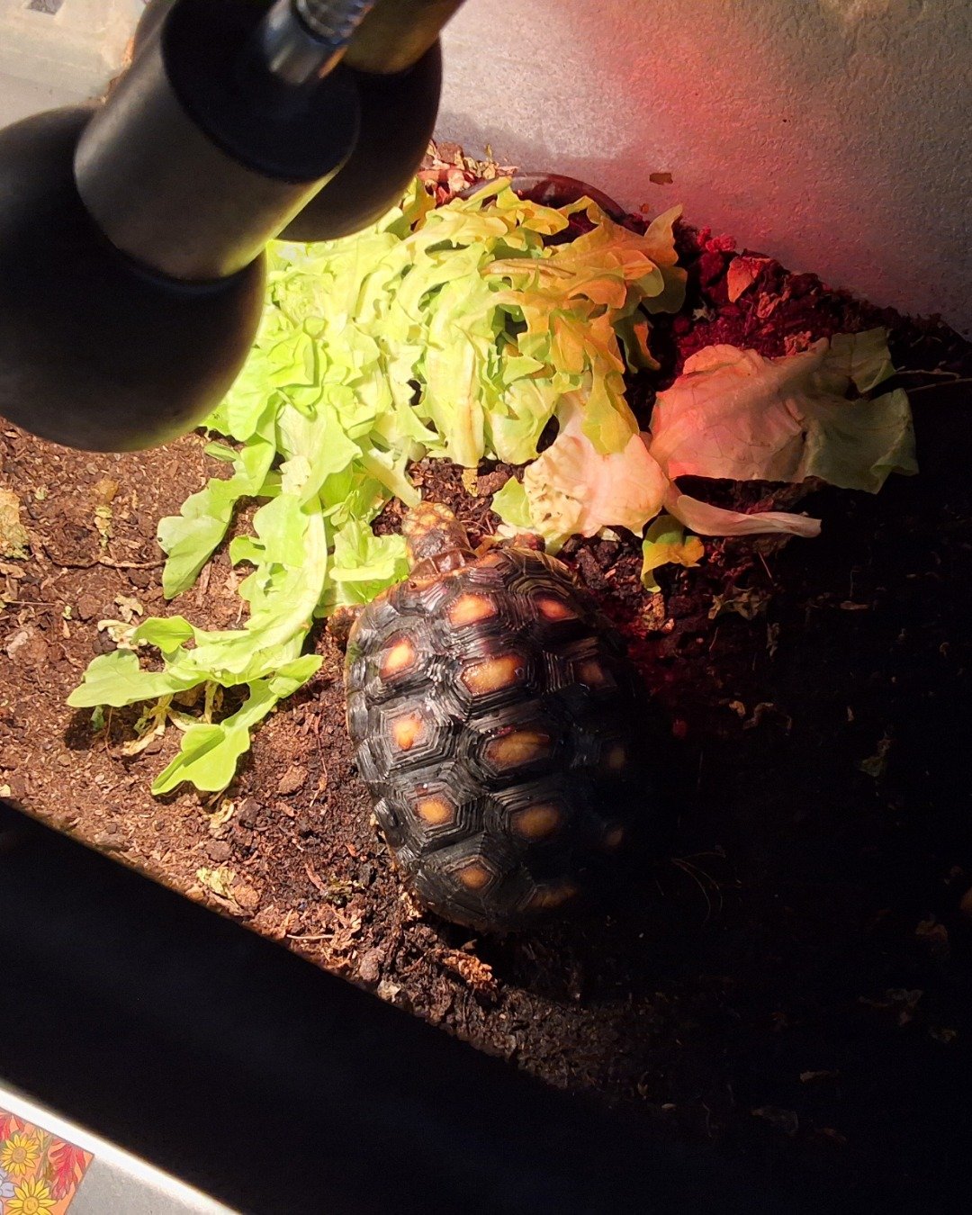 Master oogway the Red footed tortoise. Reptile, Sea Life, Turtle, Tortoise, Plant, Box Turtle