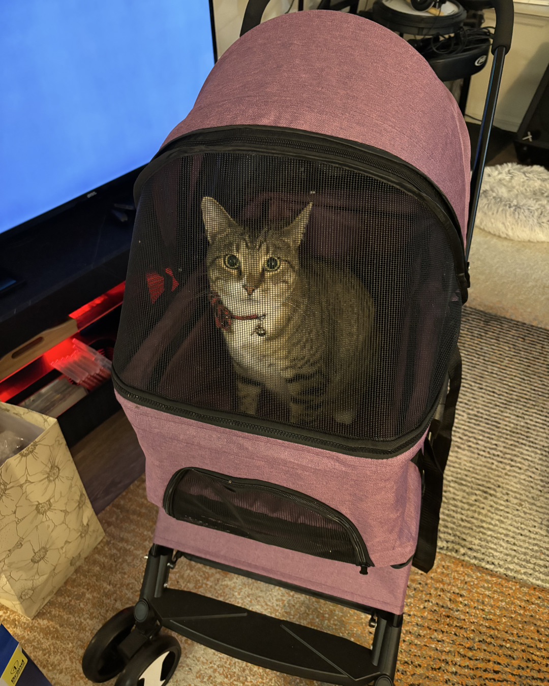 Jasper — Cat, Furniture