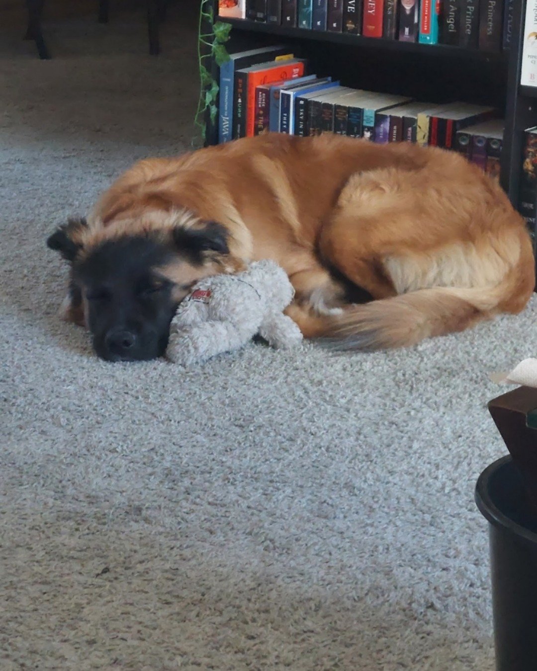 Nico. Dog, Puppy, Person, Sleeping, Indoors, Interior Design
