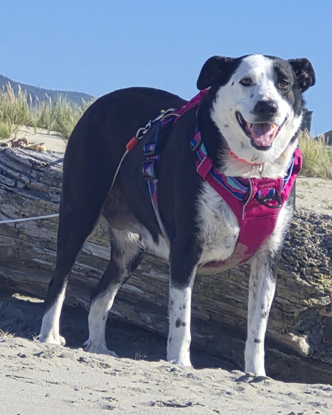 stevie the border collie/lab. Dog, Rock