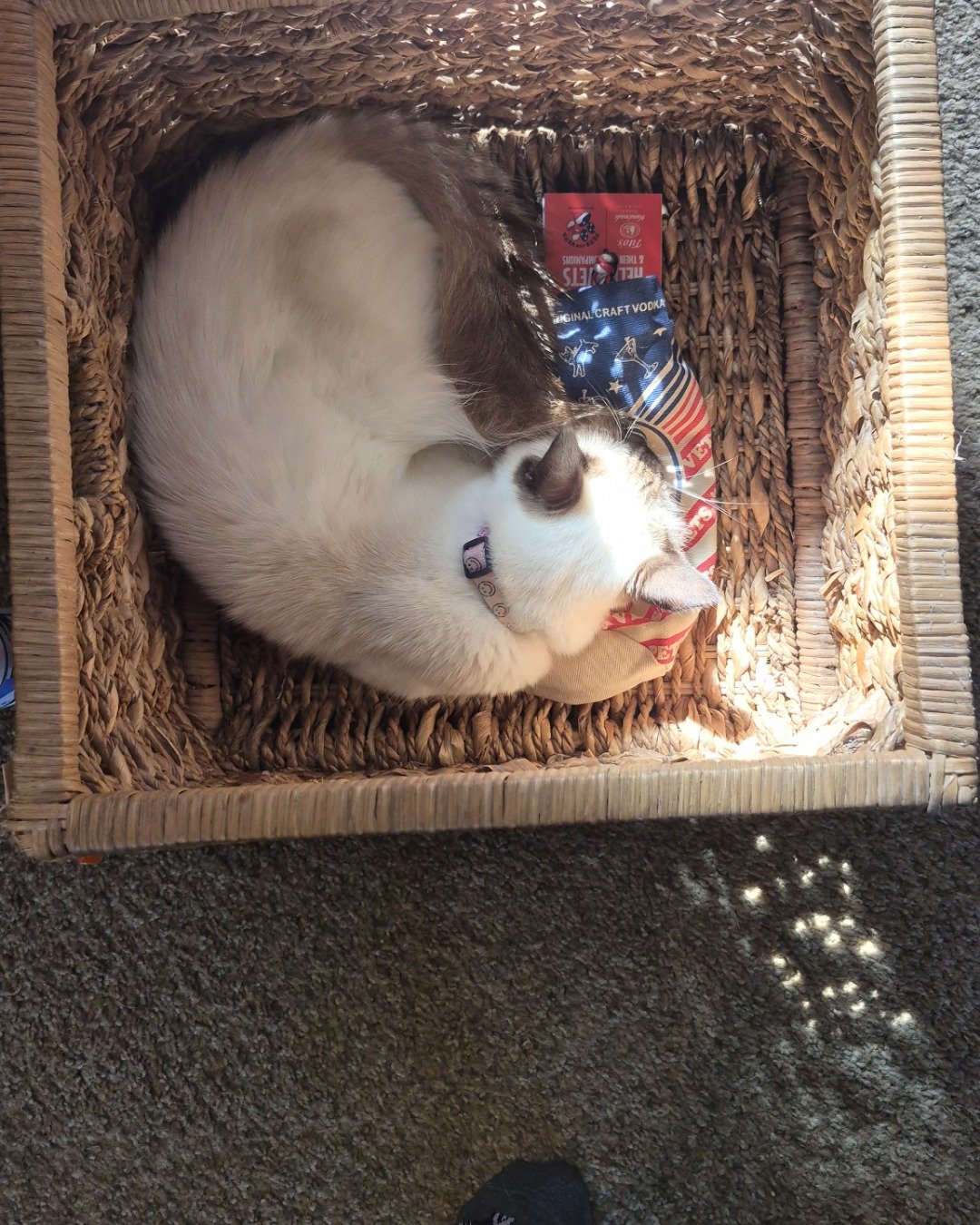 molly the siamese mix. Basket, Box, Cat, Person