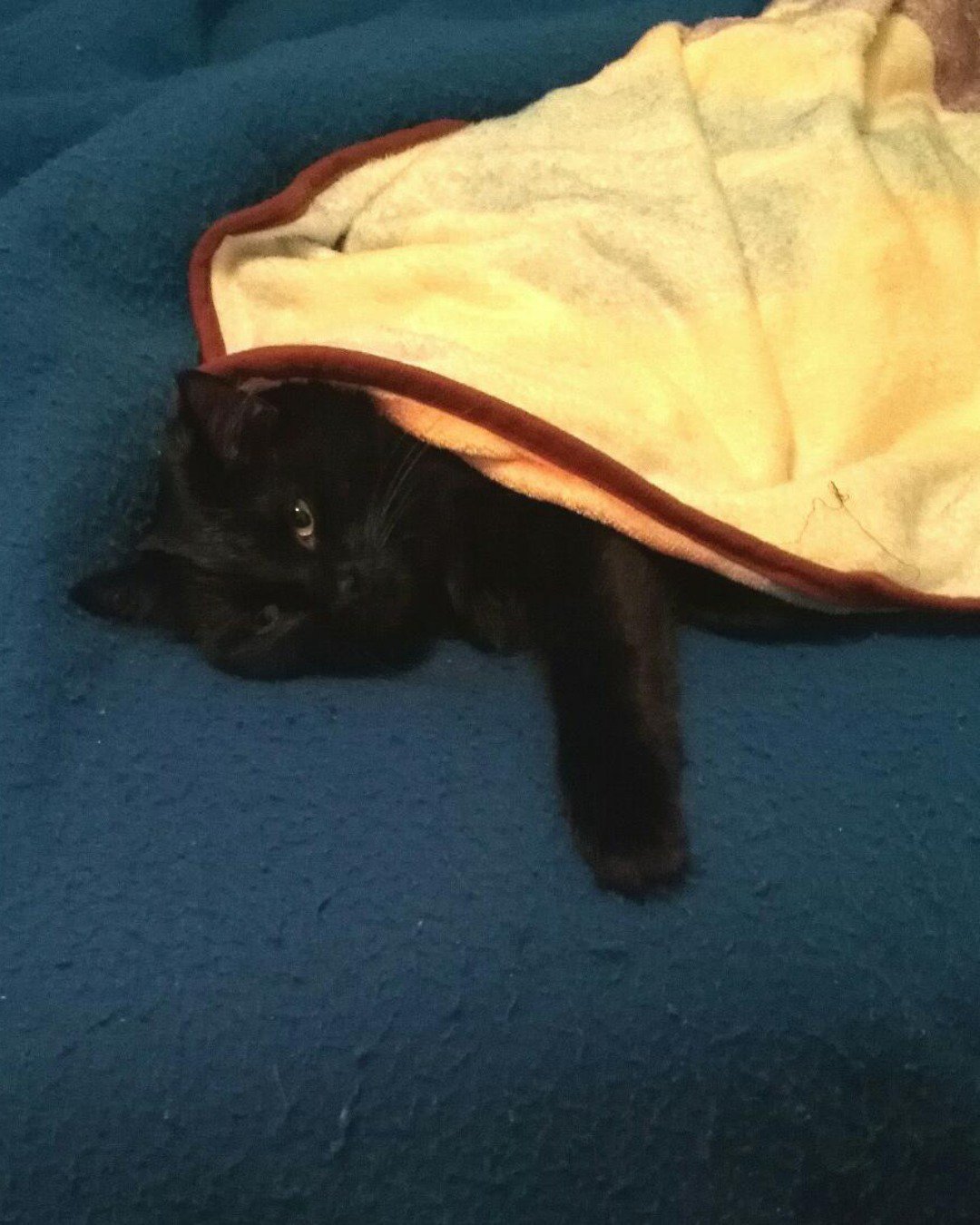 Sylvester the Unsure. Blanket, Cat