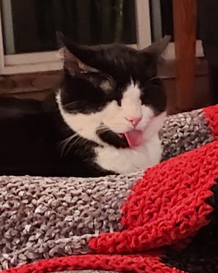 Salem. Couch, Furniture, Body Part, Mouth, Person, Cat
