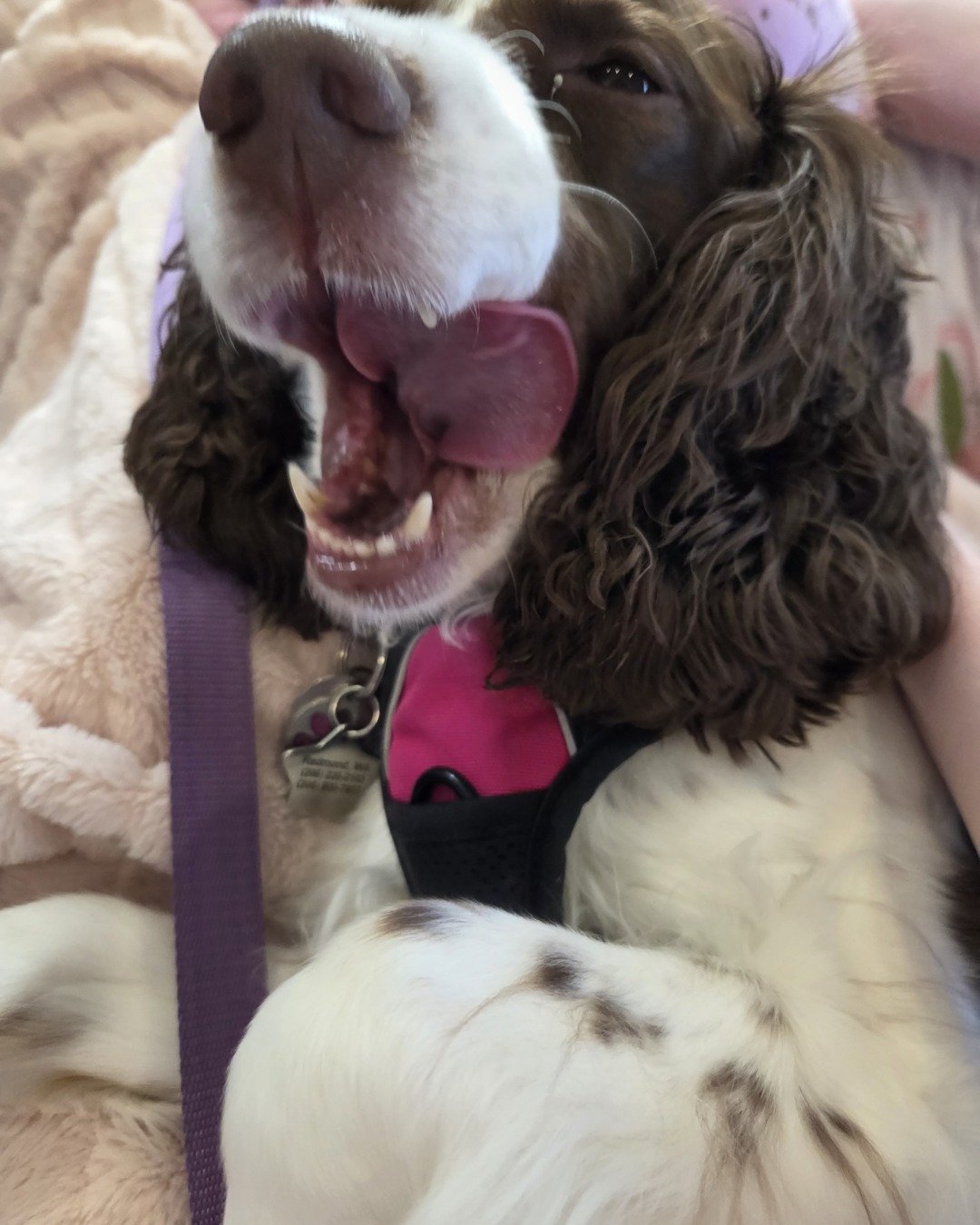 Sparky the English Springer Spaniel. Dog, Puppy, Cocker Spaniel, Person