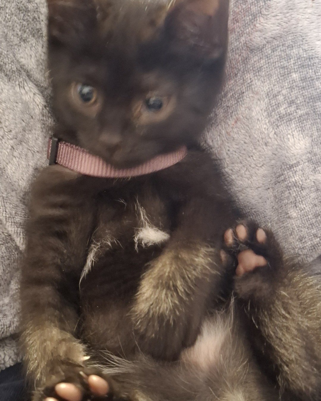 Aries the Black cat. Cat, Kitten