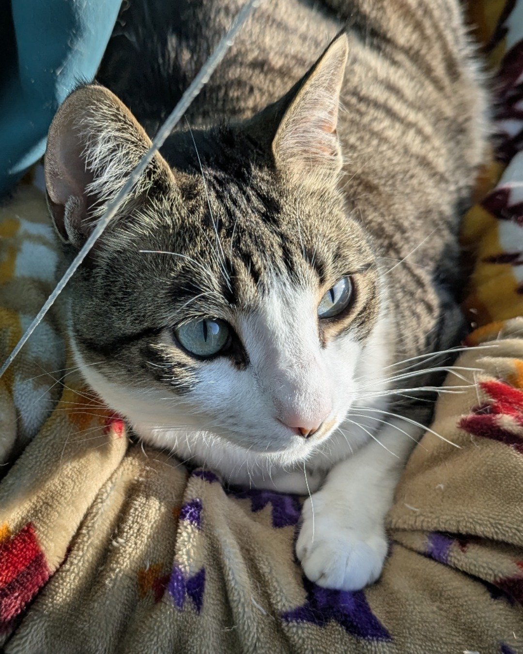 Kima the Piebald Shorthair. Cat, Abyssinian