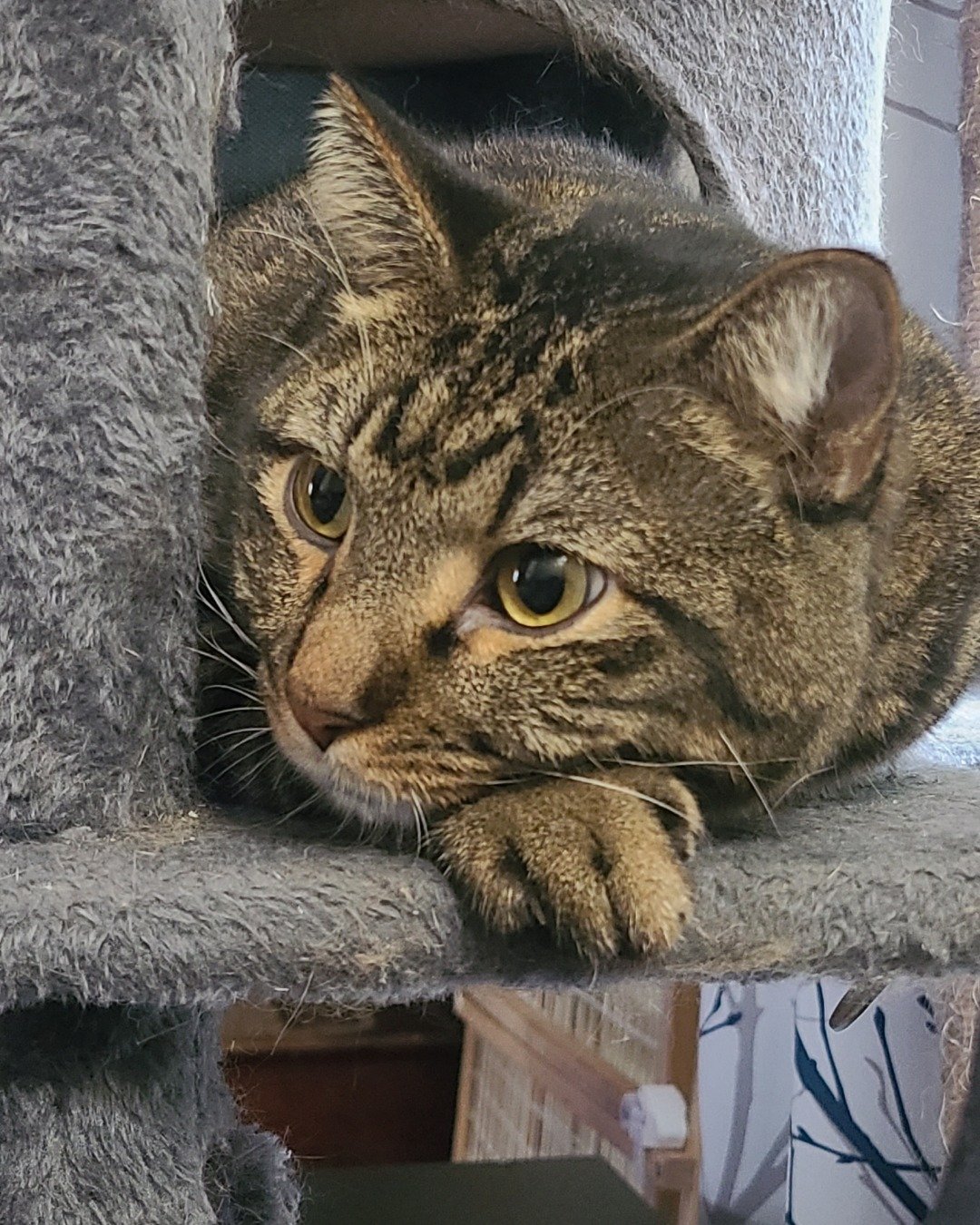 Meatball the Brown Tabby Cat. Abyssinian, Cat