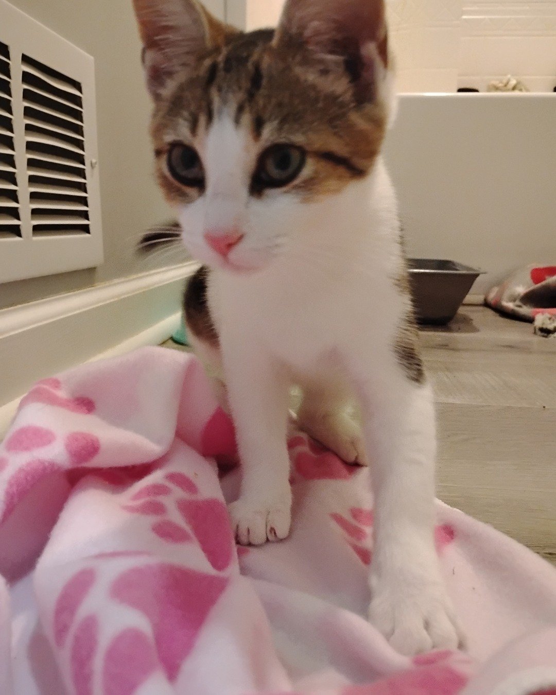 Sammy the Unknow. Cat