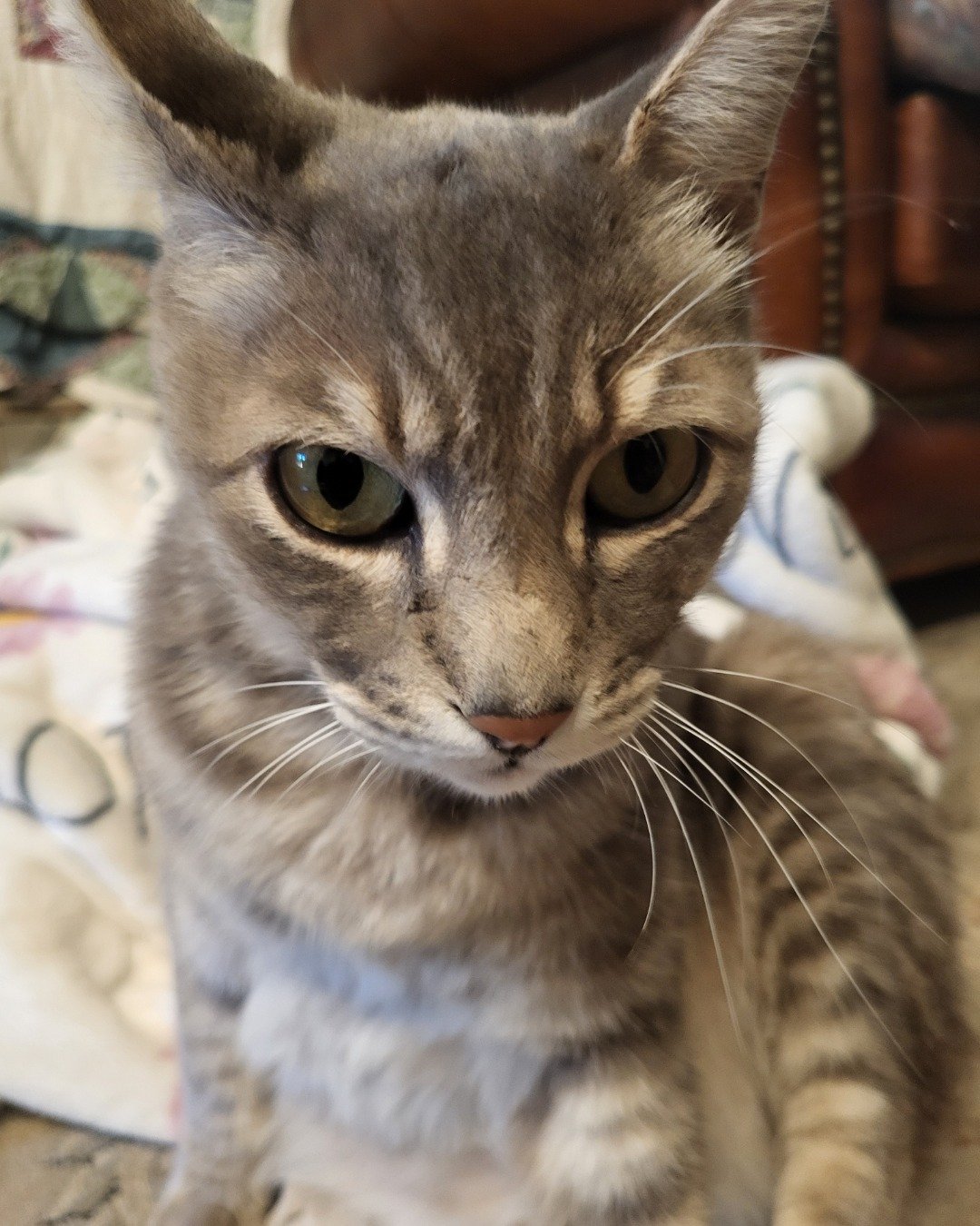 Jack the Tabby. Abyssinian, Cat