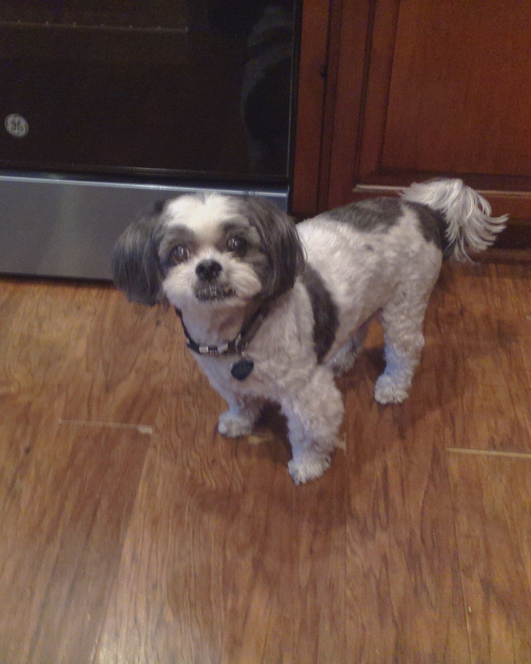 jay jay the Shih Tzu. Wood, Hardwood, Floor, Flooring, Dog, Puppy