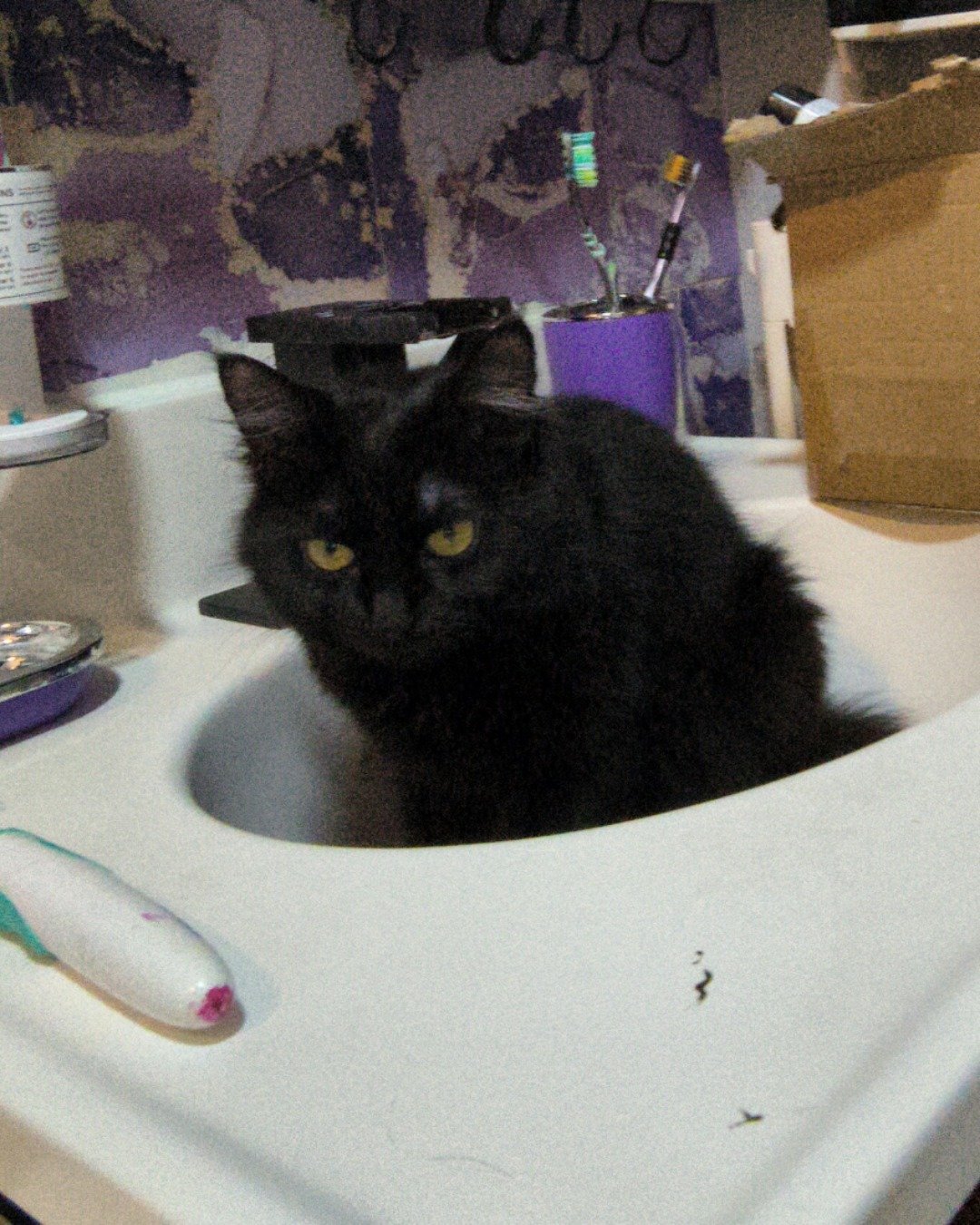 kit-kat the Norwegian mountain cat. Cat, Sink