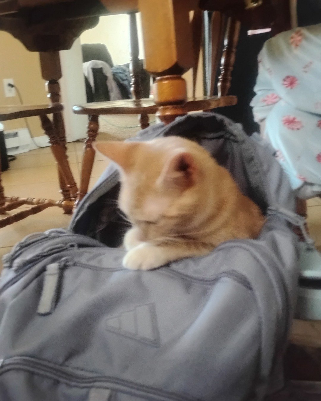 Zack. Clothing, Coat, Jacket, Bag, Cat, Person