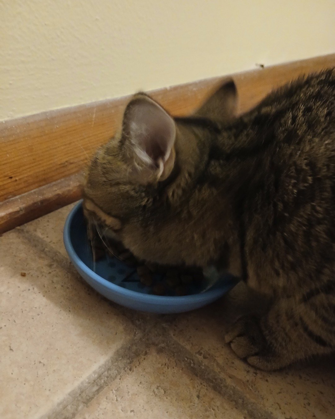 Cookie the tabby. Bowl, Cat