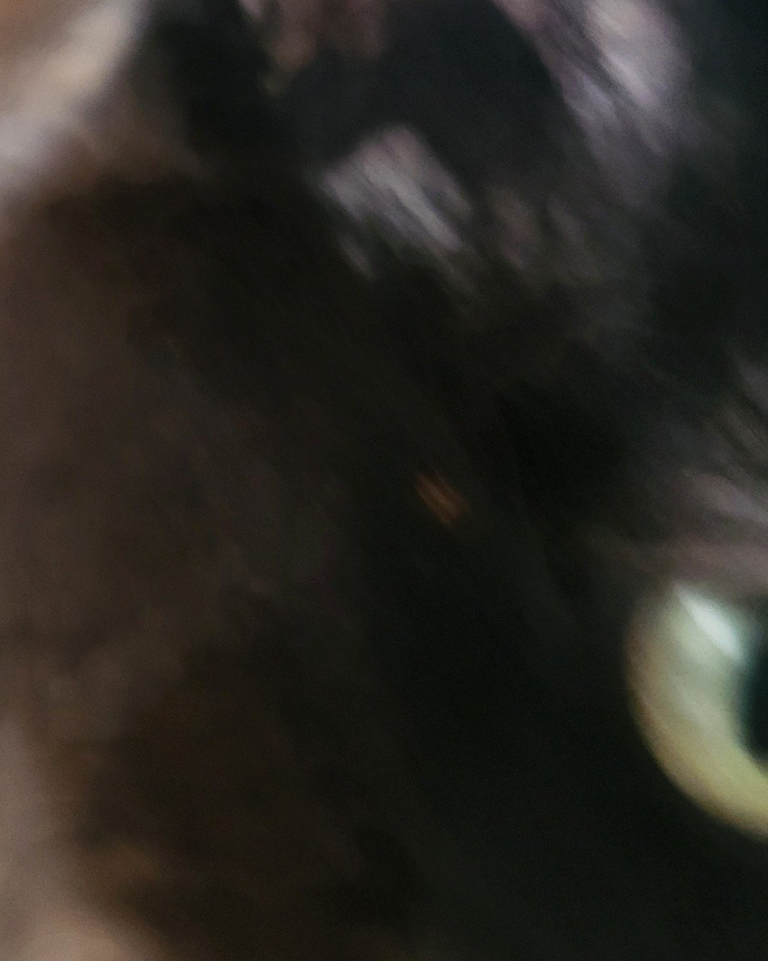 Minnie. Cat, Black Cat, Person