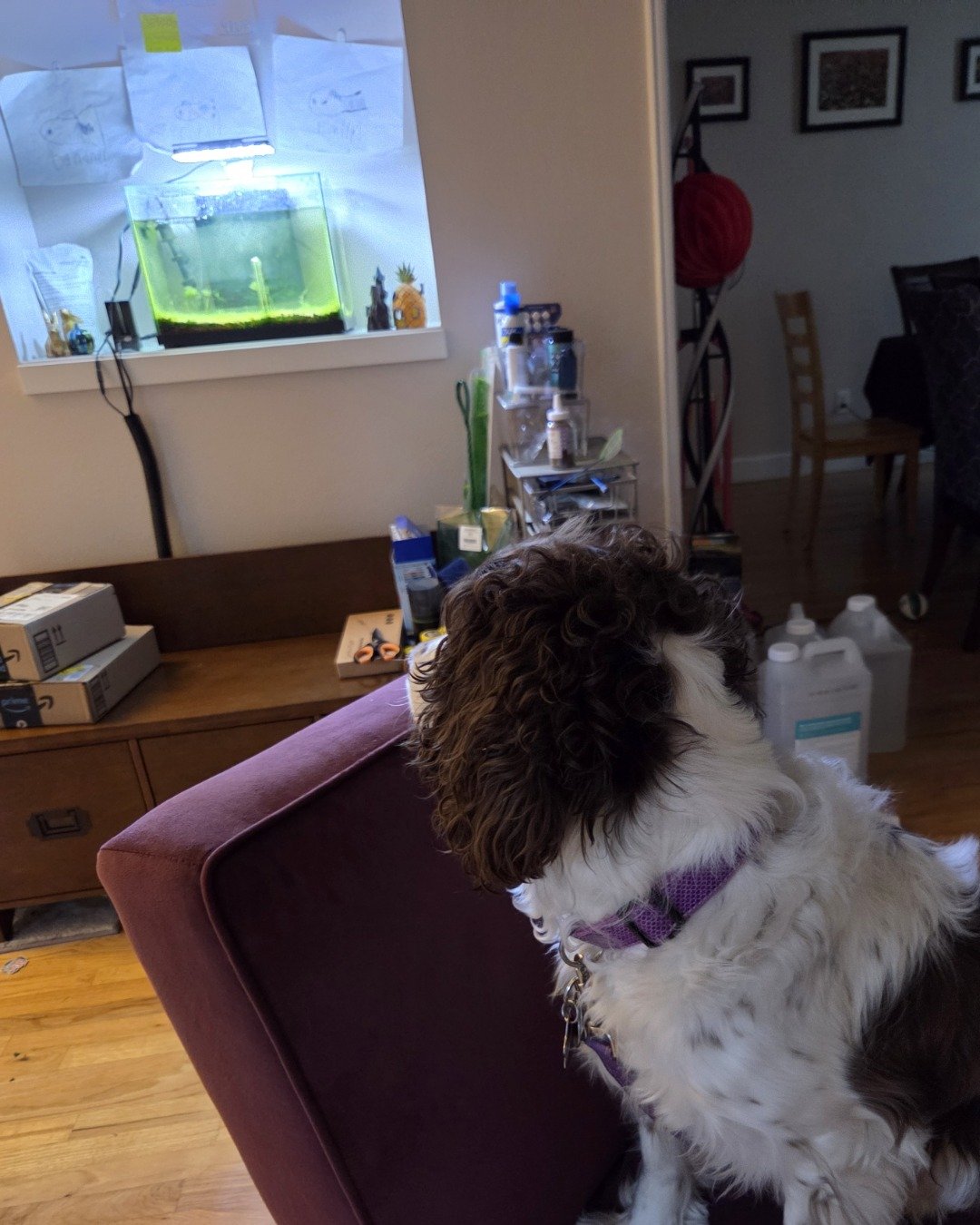 Sparky the English Springer Spaniel. Architecture, Building, Furniture, Indoors, Living Room, Room