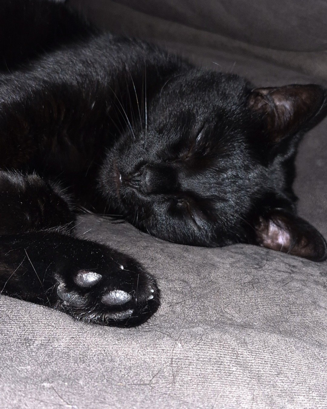 Binx 🖤  (Thackery Binx). Cat, Black Cat
