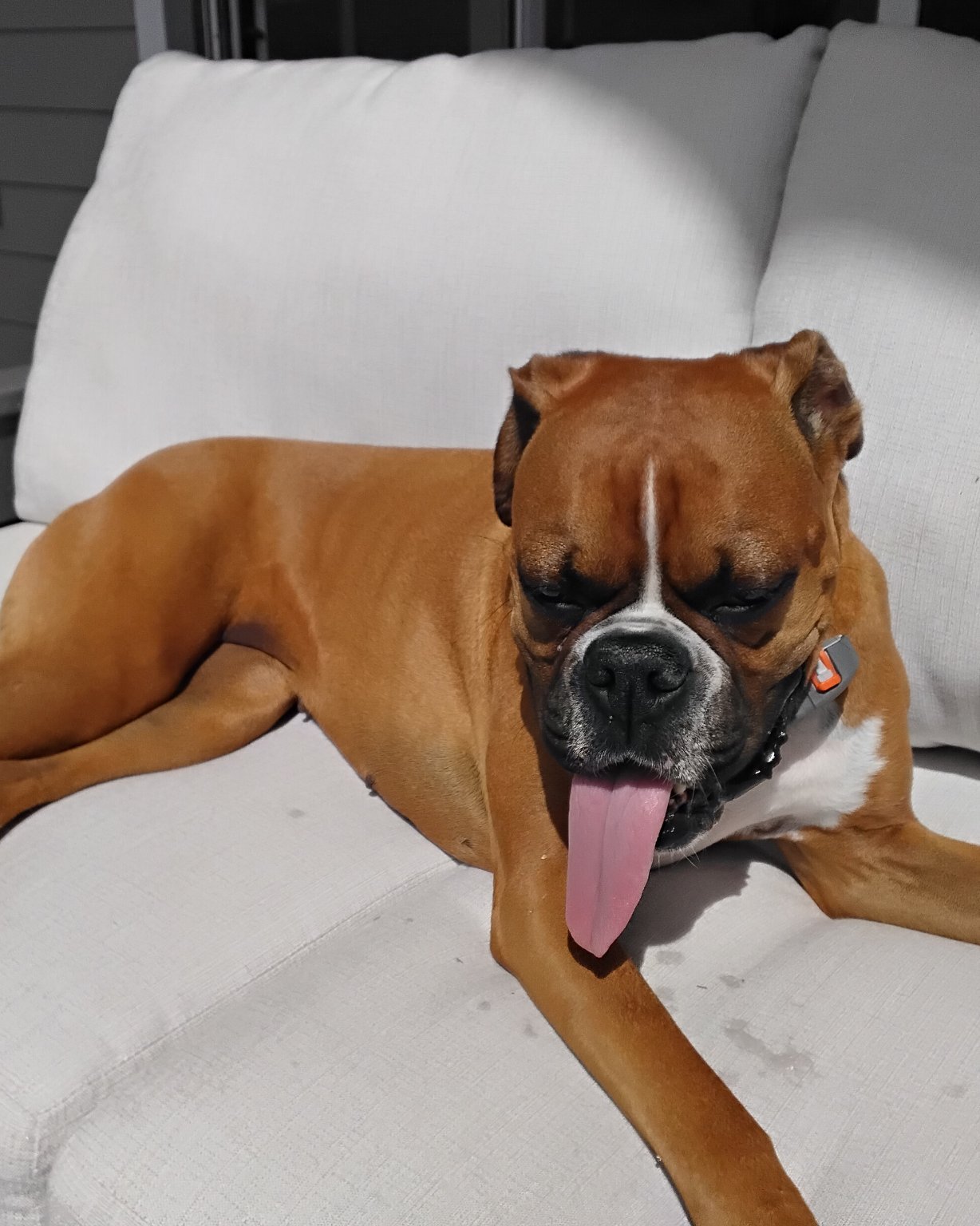 Niya the Boxer. Boxer, Bulldog, Dog