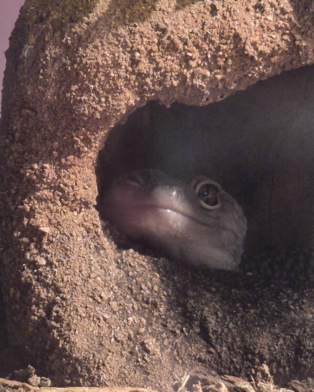 crystal the blizzard lepord gecko. Soil, Lizard, Reptile, Hole