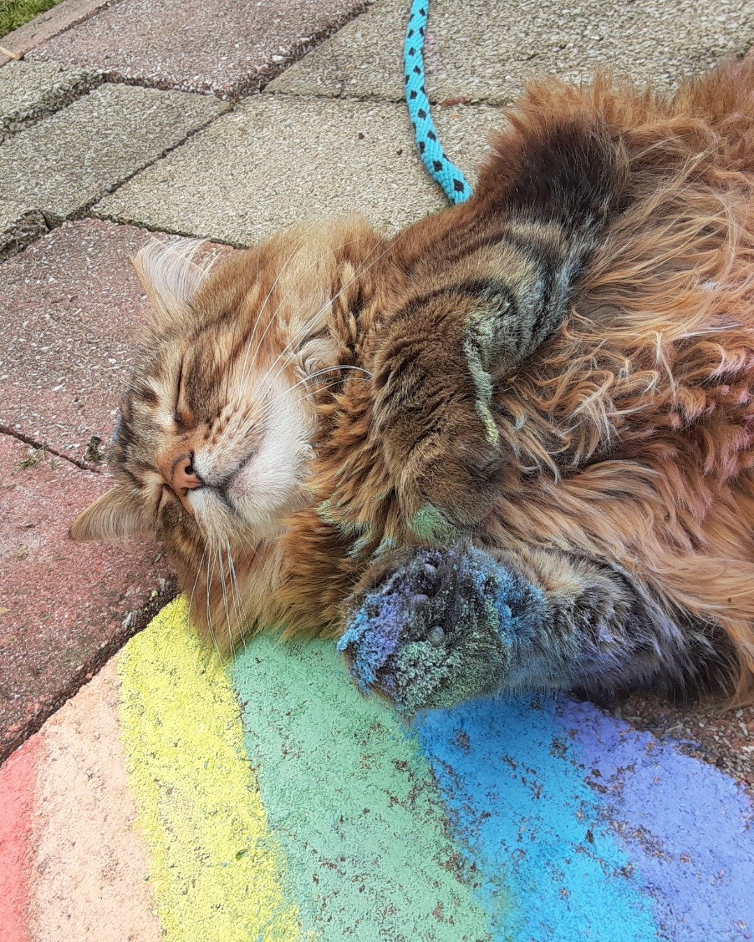 Hot Tamale/Mollie the Norwegian Forest Cat. Path, Brick, Sidewalk, Rock, Person, Cat